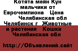 Котята мейн Кун мальчики от Еврочемпиона › Цена ­ 20 000 - Челябинская обл., Челябинск г. Животные и растения » Кошки   . Челябинская обл.